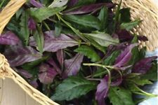 Okinawa spinach purple for sale  Bonita Springs