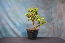 jade bonsai tree for sale  North Fort Myers