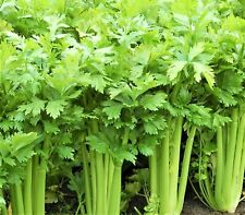 Tall utah celery for sale  Nampa