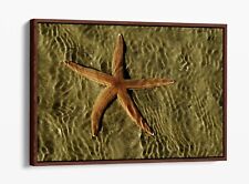 Starfish sand photography for sale  LONDONDERRY