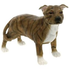 Brindle staffordshire bull for sale  PETERBOROUGH