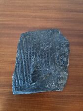 Fossilie siegelbaum steinkohle gebraucht kaufen  Hamburg