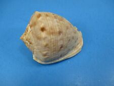 Cassis cornuta shell for sale  Cavendish