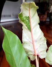 Rare large philodendron for sale  Glenmoore
