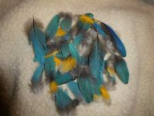 blue macaw feathers for sale  SHEFFIELD