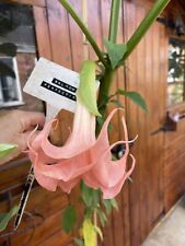 Brugmansia salmon perfection for sale  BAGSHOT