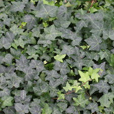 Hedera helix seeds for sale  GODALMING