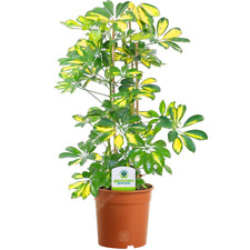 Schefflera gerda plant for sale  UK