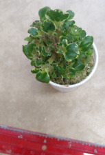 African violet plant for sale  Lexington