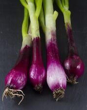Winter onion red for sale  Shipping to Ireland