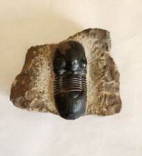 Beau fossile trilobite d'occasion  France