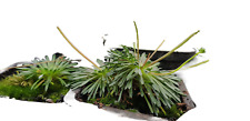Triggerplant stylidium caespit for sale  Shipping to Ireland