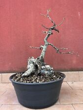 Pre bonsai quercia usato  Parma