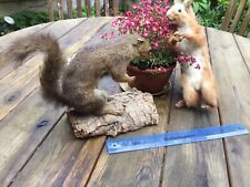taxidermy squirrel for sale  WILMSLOW