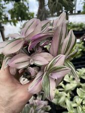 Tradescantia bossfeldiana "Rosa Peludo' ! difícil De Encontrar! planta variado comprar usado  Enviando para Brazil