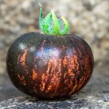 Semi pomodoro regina usato  Reggio Calabria