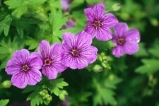 Hardy geraniums bare for sale  UK