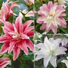 Tree lily crystal for sale  IPSWICH