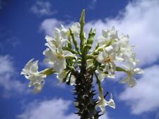 Rare graines pachypodium d'occasion  Sanary-sur-Mer