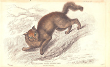 "FELIS ANGORENSIS (GATO ANGORÁ)" Gravura original antiga 1834 comprar usado  Enviando para Brazil