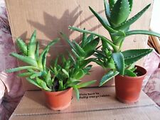 Aloe plants for sale  NORWICH