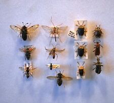 Insects insects entomology for sale  CHORLEY