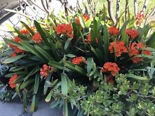 kaffir lily plants for sale  Cerritos