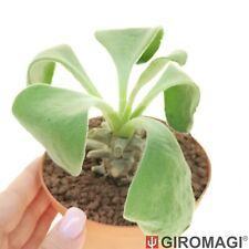 Tylecodon Hirtifolium POTØ10cm - GIROMAGI Cactus & Succulent Plants, used for sale  Shipping to South Africa
