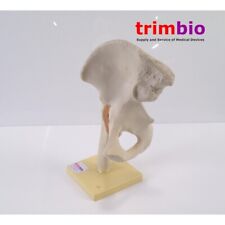 Anatomical hip model for sale  HORSHAM