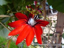 Pflanzen rote passionsblume gebraucht kaufen  Kaiserslautern-Erlenbach