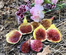 Live fig trees for sale  Fresno