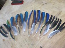 Parrot wing feathers for sale  Lexington