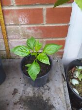 Bell pepper 13cm for sale  SOUTHAMPTON