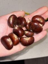 Pack chinese chestnut for sale  New Market