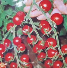 Gartenperle hanging basket for sale  COVENTRY