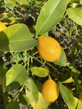 Six meyer lemon for sale  San Jose