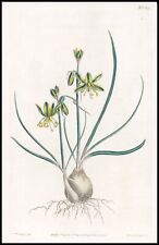 Used, 1808 Curtis Botanical ALBUCA  VITTATA Riband Albuca PL1329 (CB10-3) for sale  Shipping to South Africa