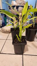 Lucky bamboo indoor for sale  Macon
