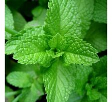 Peppermint non gmo for sale  Deltona