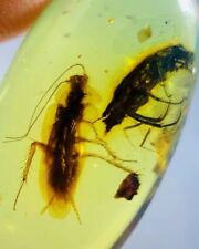 Insectos birmanos fósil burmita cretácico cucaracha escarabajo insecto ámbar Myanmar segunda mano  Embacar hacia Argentina