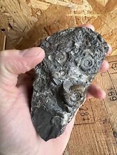 Jurassic ammonite death for sale  LINCOLN