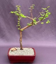 Trained redwood bonsai for sale  Patchogue