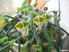 Ceropegia Haygarthii - Lantern Flowers - Succulent - Climbing - RARE - 2 Seeds  for sale  Shipping to South Africa
