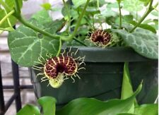Aristolochia Fimbriata 20 Seeds for sale  Shipping to South Africa