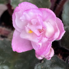 African violet house for sale  Monrovia
