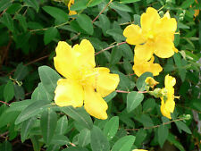 Hypericum hidcoteense hidcote for sale  STOKE-ON-TRENT