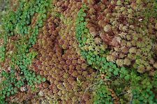 Red sphagnum moss for sale  Ely