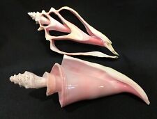 Conch shells large for sale  Fort Worth