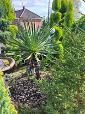 Yucca filamentosa garden for sale  SLOUGH