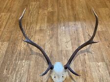 Large red deer for sale  BRIDGE OF ORCHY
